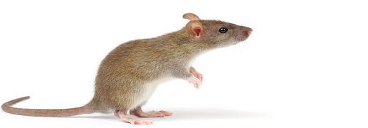 rats control solutions