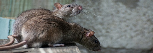 Rodent Control services